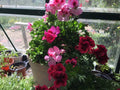 Martha Washington Geranium Cuttings - Four Mix Variety - Pelargonium for Rooting