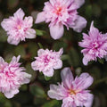 Portulaca Live Plants - Seaglass Double Pink - Well-rooted Moss Rose Plug - Portulaca grandiflora