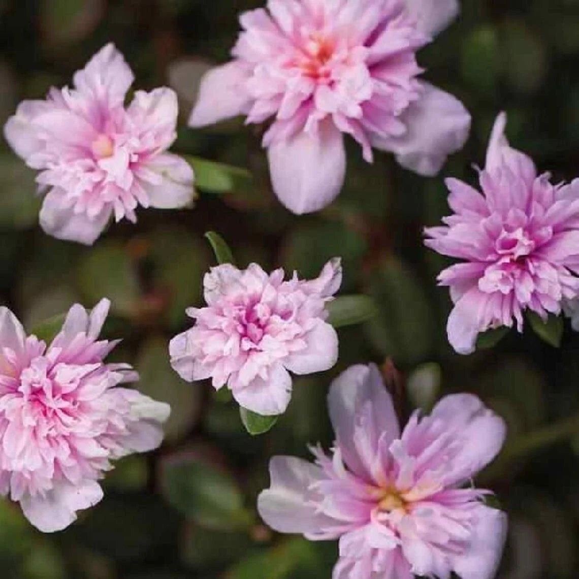 Portulaca Live Plants - Seaglass Double Pink - Well-rooted Moss Rose Plug - Portulaca grandiflora