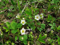 Wild Strawberry Plant - Bare Root, 1 ct - Fragaria, Edible Perennial