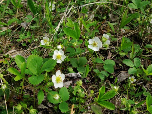 Wild Strawberry Plant - Bare Root, 1 ct - Fragaria, Edible Perennial