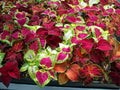 Coleus Seeds, 100 Count, Jazz Combo Mix, Coleus blumei, Colorful Foliage for Gardens and Containers