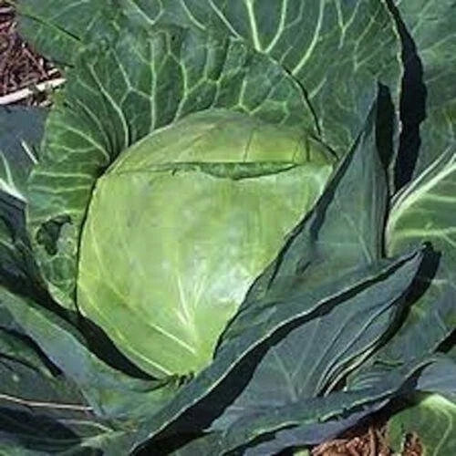 Late Flat Dutch Cabbage Seeds - 200+ Heirloom NON-GMO - Fresh Vegetable Seeds - Brassica oleracea