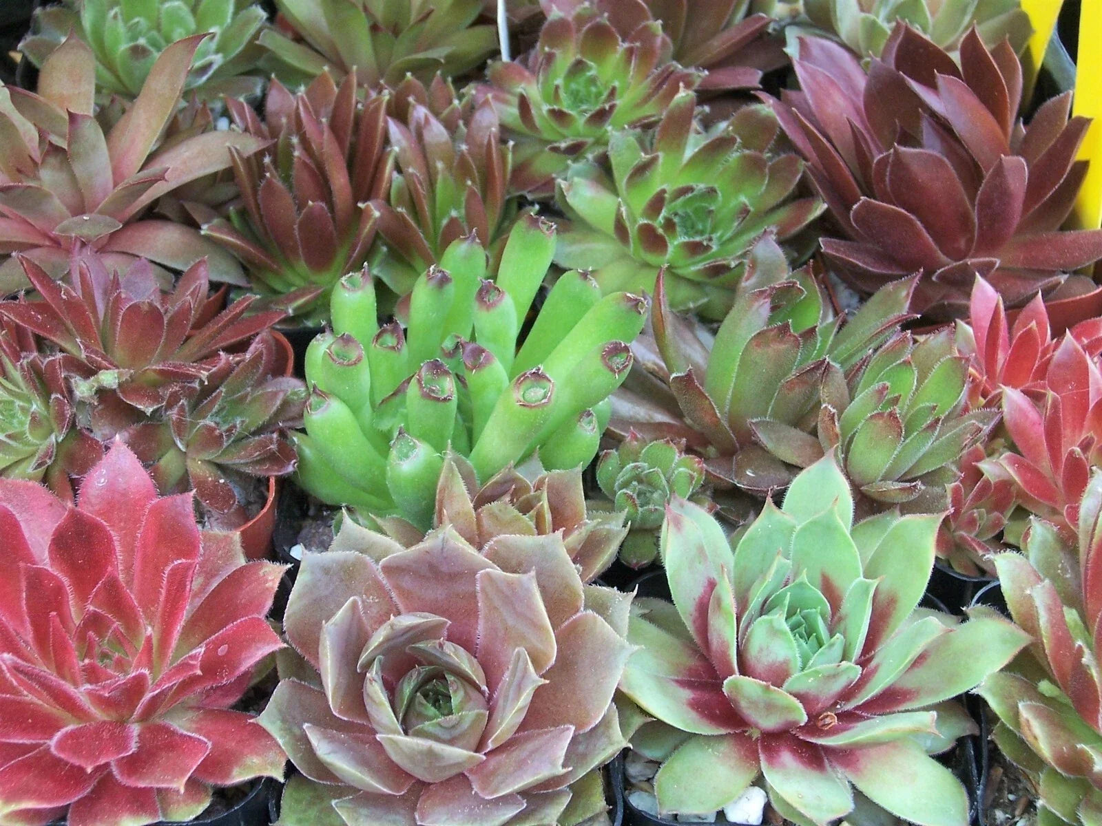 Rooted Sempervivum Hen & Chicks Starter Plants, 10 Varieties, 2" Pots, Succulent Collection (Sempervivum spp.)