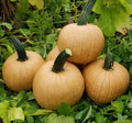 Hot Chocolate Pumpkin Seeds for Planting - 10 Seeds - Cucurbita pepo - Heirloom Variety