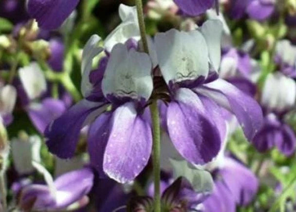 Chinese House Flower Seeds - 100 Fresh Purple Seeds - Ideal for Home Gardening - Free Shipping - Perfect for Indoor Plants