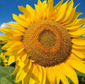 Mammoth Grey Stripe Sunflower Seeds | Giant Russian Sunflower Seed | Helianthus annuus 2025