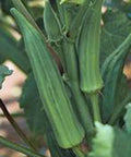 Okra Seeds - 100 Heirloom Non-GMO Emerald Variety - Garden Okra Seeds (Abelmoschus esculentus)