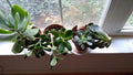 Succulent Cuttings Mix - 10 Assorted Varieties - Live Plants - Perfect for Terrariums and Home Decor - Succulent Mix