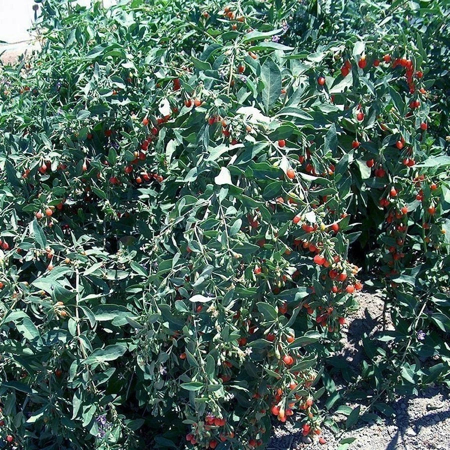 Goji Berry Cuttings - 100 Fresh Cuttings - Vigorous Variety - Lycium barbarum - Bulk Wholesale