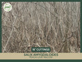 Fresh Unrooted Cuttings | Peach-Leaf Willow | Salix amygdaloides | 18" Fast-Growing Plant Cuttings