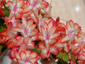Thanksgiving/Christmas Cactus Cuttings - Schlumbergera "Samba Brazil" - Rootless Plant Cuttings for Propagation