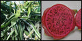Dragon Fruit Cutting 8" Halley's Comet Red Flesh Pitahaya Hylocereus