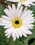 Gerbera Sweet Frosting Daisies Live Plant 3-5" Tall Pink White Blooms Gerbera Jamesonii