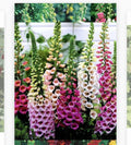 Foxglove Seeds - 1000 Heirloom Non-GMO Seeds - Digitalis purpurea