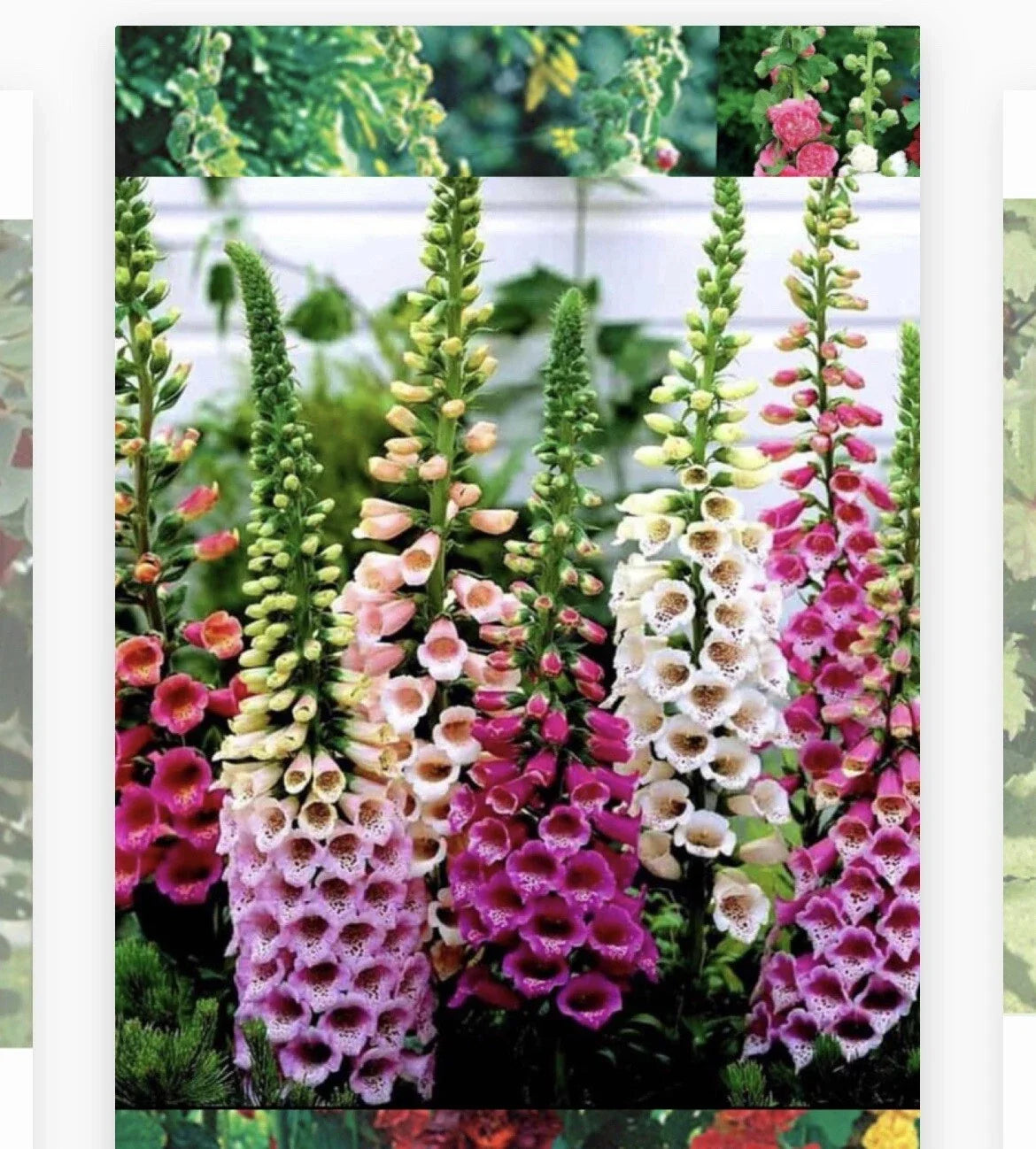 Foxglove Seeds - 1000 Heirloom Non-GMO Seeds - Digitalis purpurea