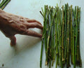 Thin Hybrid Willow Tree Cuttings for Planting - Bulk Amounts - Fast-Growing Privacy Trees - Salix x matsudana