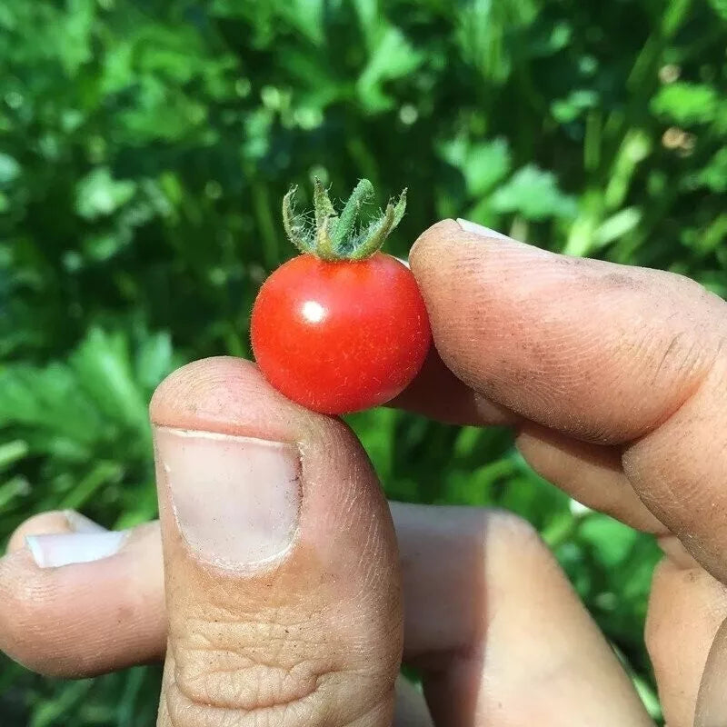 Red Currant Tomato Seeds - 120+ Heirloom Organic NON-GMO - Solanum Lycopersicum