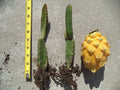 Palora Yellow Dragon Fruit Plant - Rooted & Sprouted - Self-Pollinating - Hylocereus megalanthus - 8"-10" Height