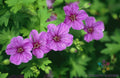 Dilys Geranium Seeds - 25+ Pack for Garden Planting - Pelargonium spp. - USA - Free Shipping