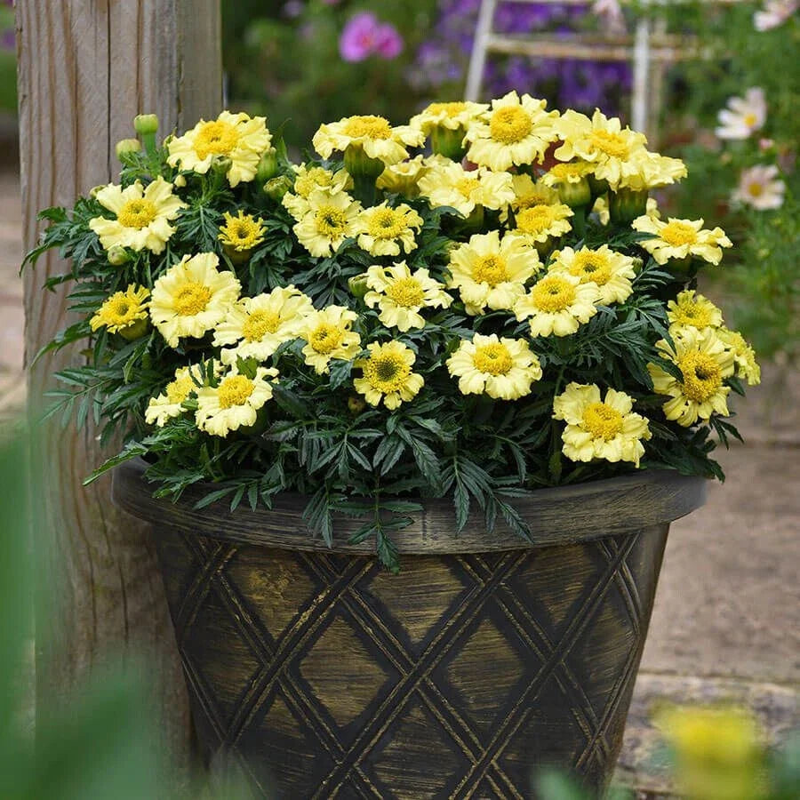 Daisy Wheel Lemon Marigold Seeds - 25+ Pack for Garden Planting - Tagetes erecta - USA Grown