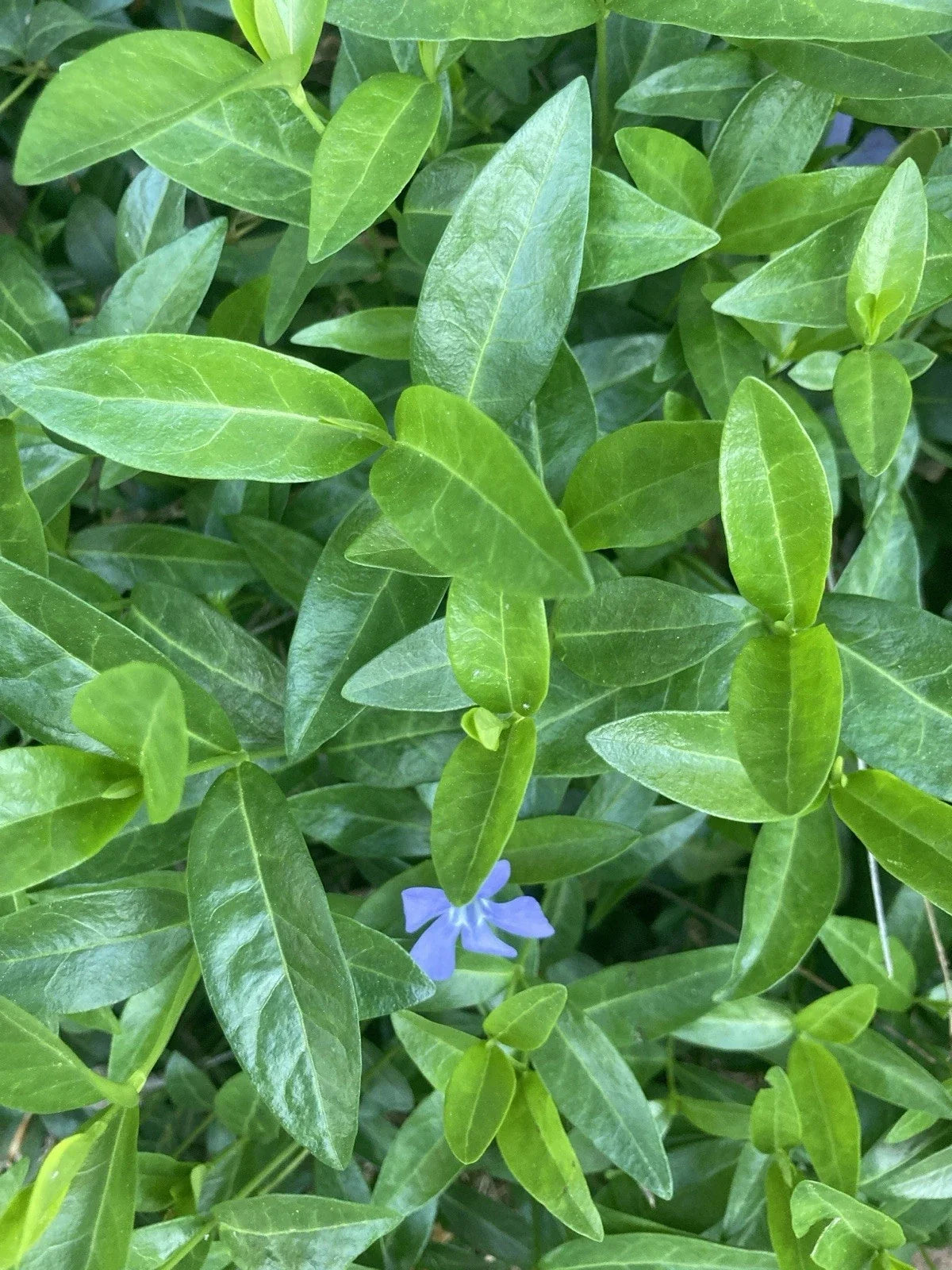 25 Rooted Vinca Minor Plants | Ground Cover | Periwinkle | Vinca minor