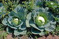 Cabbage Seeds 500+ Heirloom Brunswick NON GMO Fresh Brassica oleracea