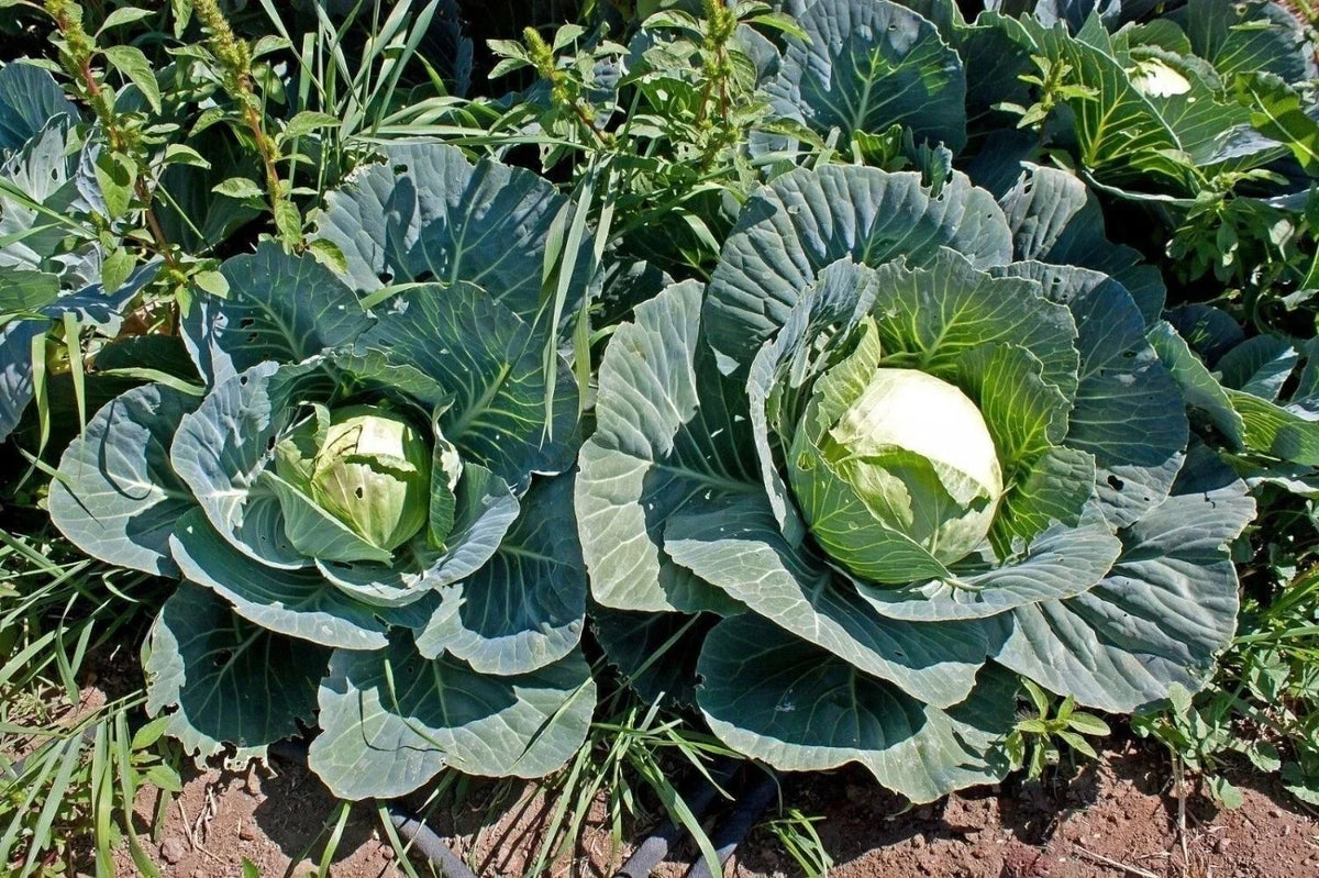 Cabbage Seeds 500+ Heirloom Brunswick NON GMO Fresh Brassica oleracea