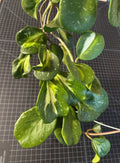 Hoya Cutting 1 Node Inner Variegated Splash Hoya obovata
