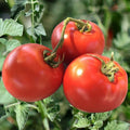 Heirloom Tomato Seeds - 10+ Pack - Organic, Non-GMO, Drought Resistant - Solanum lycopersicum