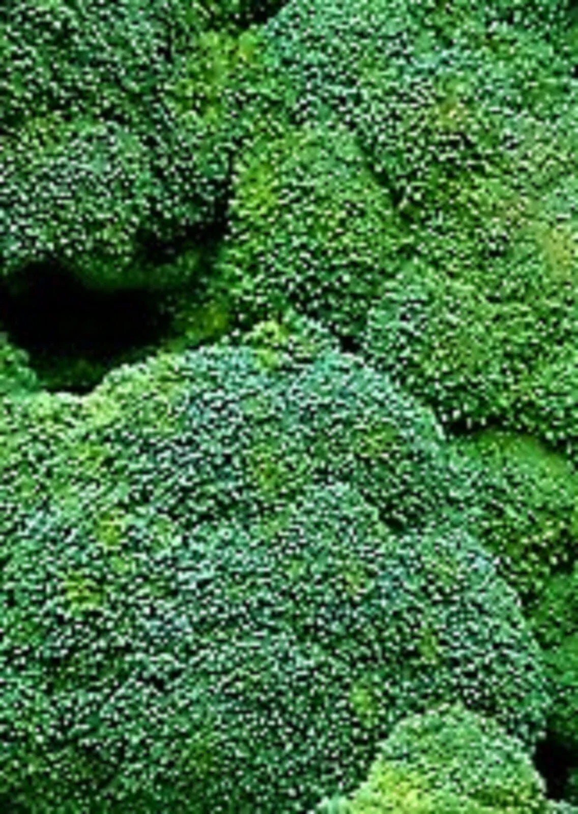 Waltham 29 Broccoli Seeds 500+ Non-GMO - Brassica oleracea, Heirloom Vegetable Seeds for Home Gardening