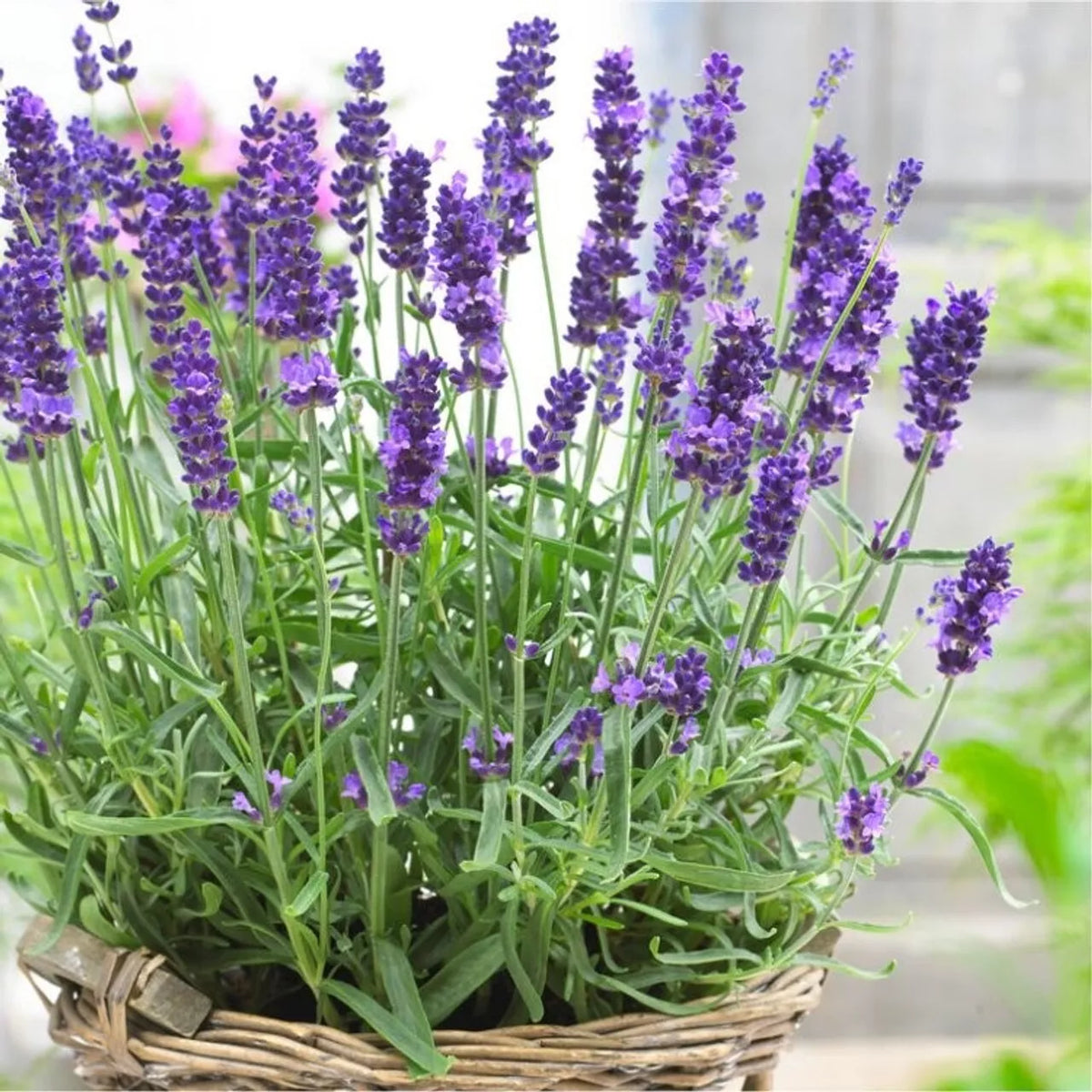 600 Lavender Seeds | Non-GMO English Lavender Plant Seeds | Fresh Aromatic Herb Seeds for Gardening