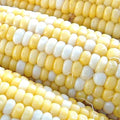 Peaches & Cream Corn Seeds | Non-GMO Hybrid Bicolor Sweet | Zea mays
