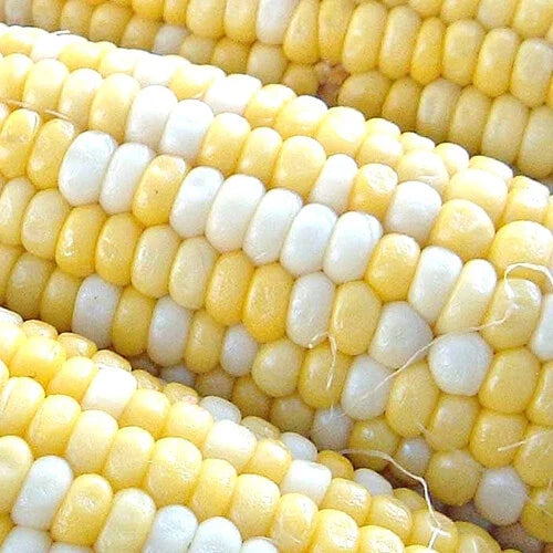 Peaches & Cream Corn Seeds | Non-GMO Hybrid Bicolor Sweet | Zea mays