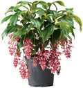 Medinilla Plant Starter - Florinilla "MAGIC" - Live Well Rooted - Very Rare Medinilla magnifica