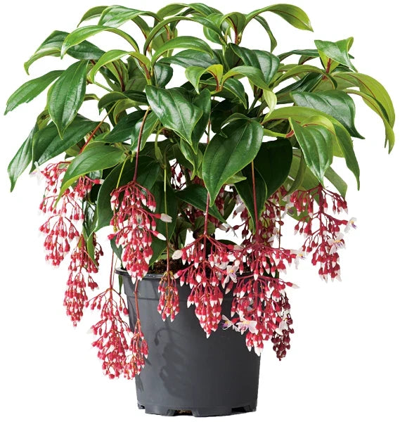 Medinilla Plant Starter - Florinilla "MAGIC" - Live Well Rooted - Very Rare Medinilla magnifica