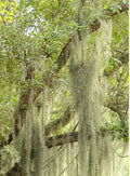 LIVE SPANISH MOSS Airplant - 5 Gallon - Freshly Picked Orlando - Tillandsia Usneoides