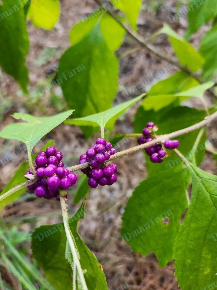 Fresh Cuttings French Mulberry Purple Beauty Berry Bush - Callicarpa Americana - 12 Premium Cuttings for Planting