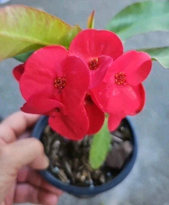 Thai Red Crown of Thorns Live Plant 7" - Corona de Cristo - Euphorbia milii - Succulent Indoor/Outdoor Plant