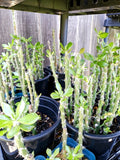 Pereskiopsis spathulata Grafting Stock Cactus Cuttings - 1 Leaf - Succulent Grafting Plant for Cacti Lovers