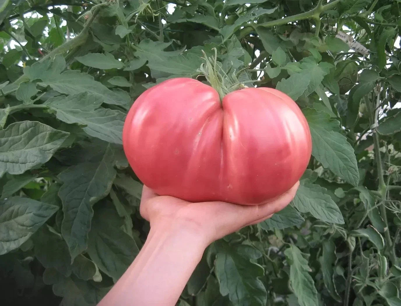 German Giant Tomato Seeds - 120+ Non-GMO Heirloom Organic Seeds - Huge Variety - Solanum lycopersicum