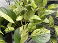 Marble Queen Pothos Cuttings Bundle - 3 Variegated Tropical Trailing Plants - Epipremnum aureum
