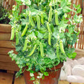 Snap Pea Seeds | Heirloom Container Garden Variety | Patio Pride | Pisum sativum