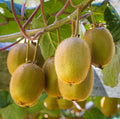 Set of 2 Live Prolific Kiwi Trees - 4-6" Tall - Soil-Wrapped Roots - Actinidia deliciosa