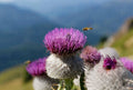 Woolly Thistle Seeds - 200+ Count for Garden Planting - Cirsium eriophorum - USA Grown, Free Shipping