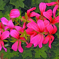 Geranium Pelargonium 6" Unrooted Cuttings Cascade Pink Ivy Plant Pelargonium peltatum 'Cascade Sofie'