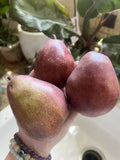 Red Anjou Pear 5 Seeds - Non-GMO, Edible Fruit Garden - Perfect for Smoothies - Pyrus communis