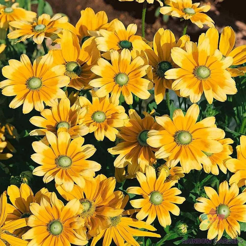 Rudbeckia Seeds - 200+ Green Eyes Variety for Garden Planting - Black-Eyed Susan (Rudbeckia hirta) - USA