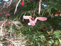 Tamukeama Japanese Maple Tree Seeds - 20 Seeds - Acer palmatum 'Tamukeama' - Ornamental, Drought-Tolerant, Hardy