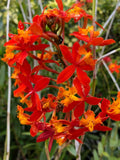 Epidendrum Radicans Orange Orchids - 2 Live Cuttings for Ground or Pot, Tropical Orchid Plant